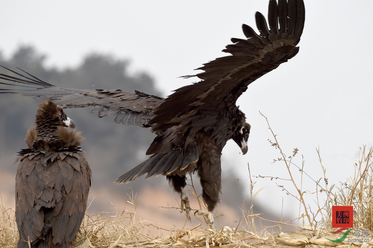 重获自由的秃鹫