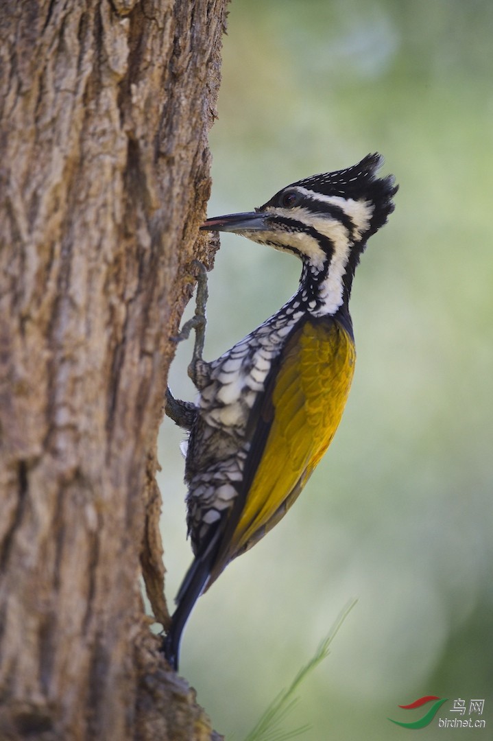 金背三趾啄木鸟三趾大金背啄木鸟一组图9被推荐到每日精华