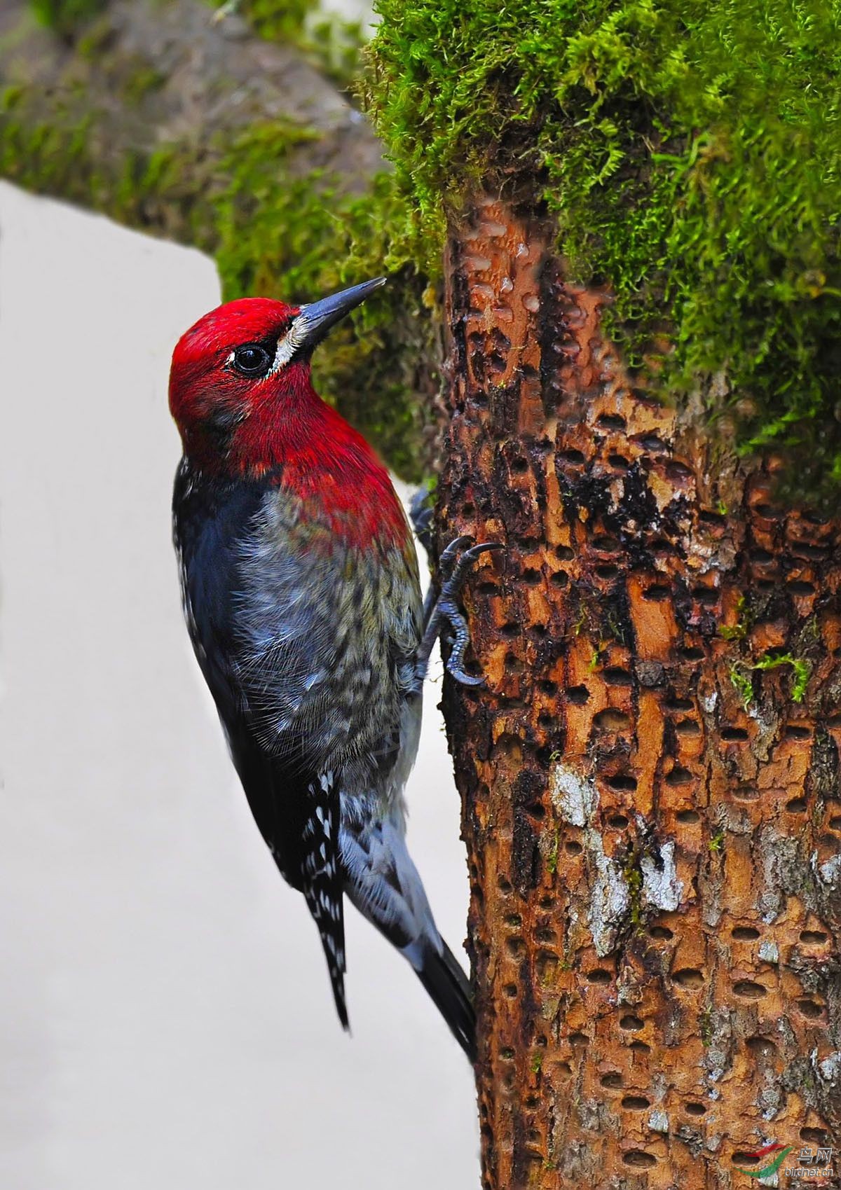 红腹吸汁啄木鸟