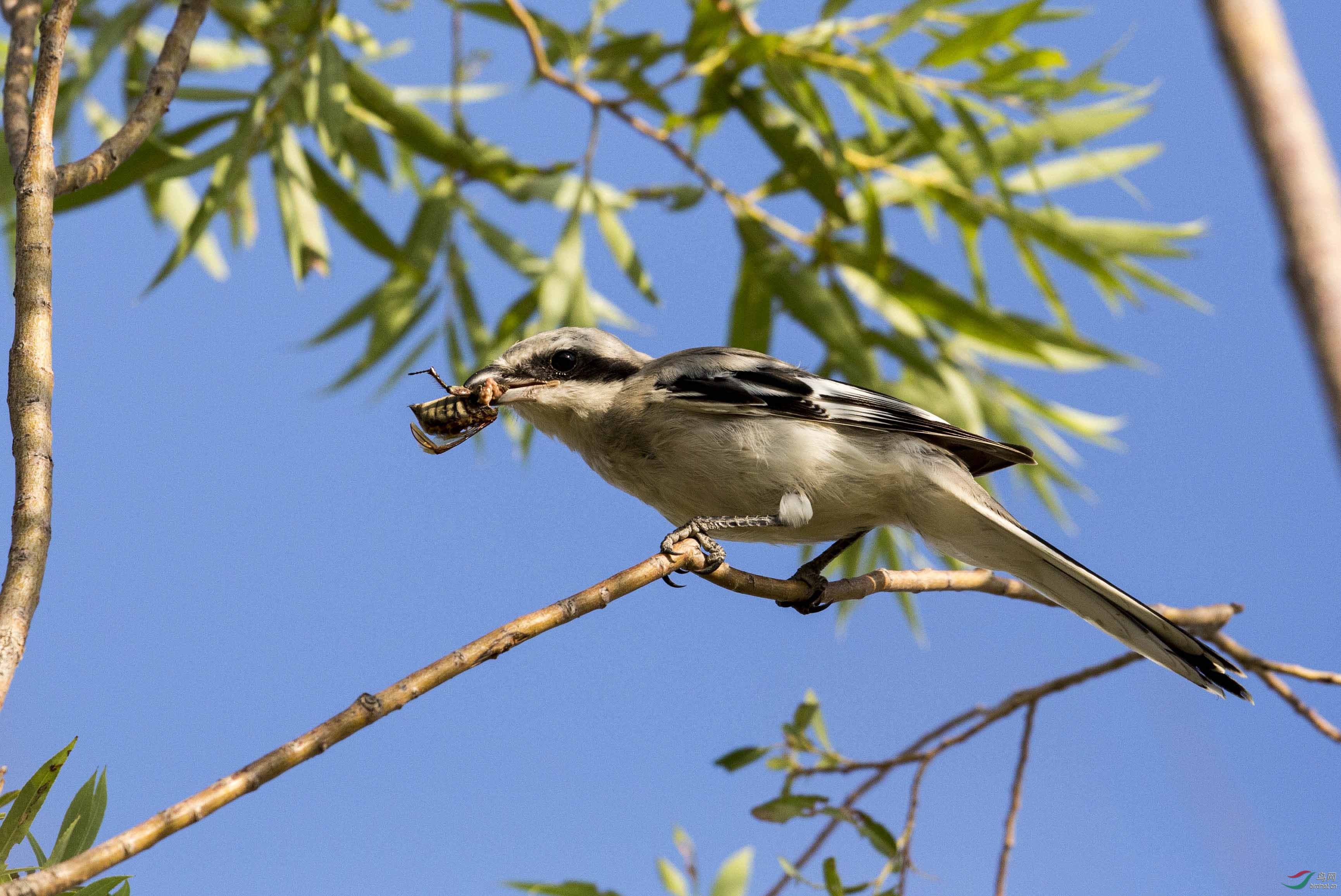 最近我们这里接近零下30度了,冻死人啊,加上鸟慌,无聊啊,期待老师们