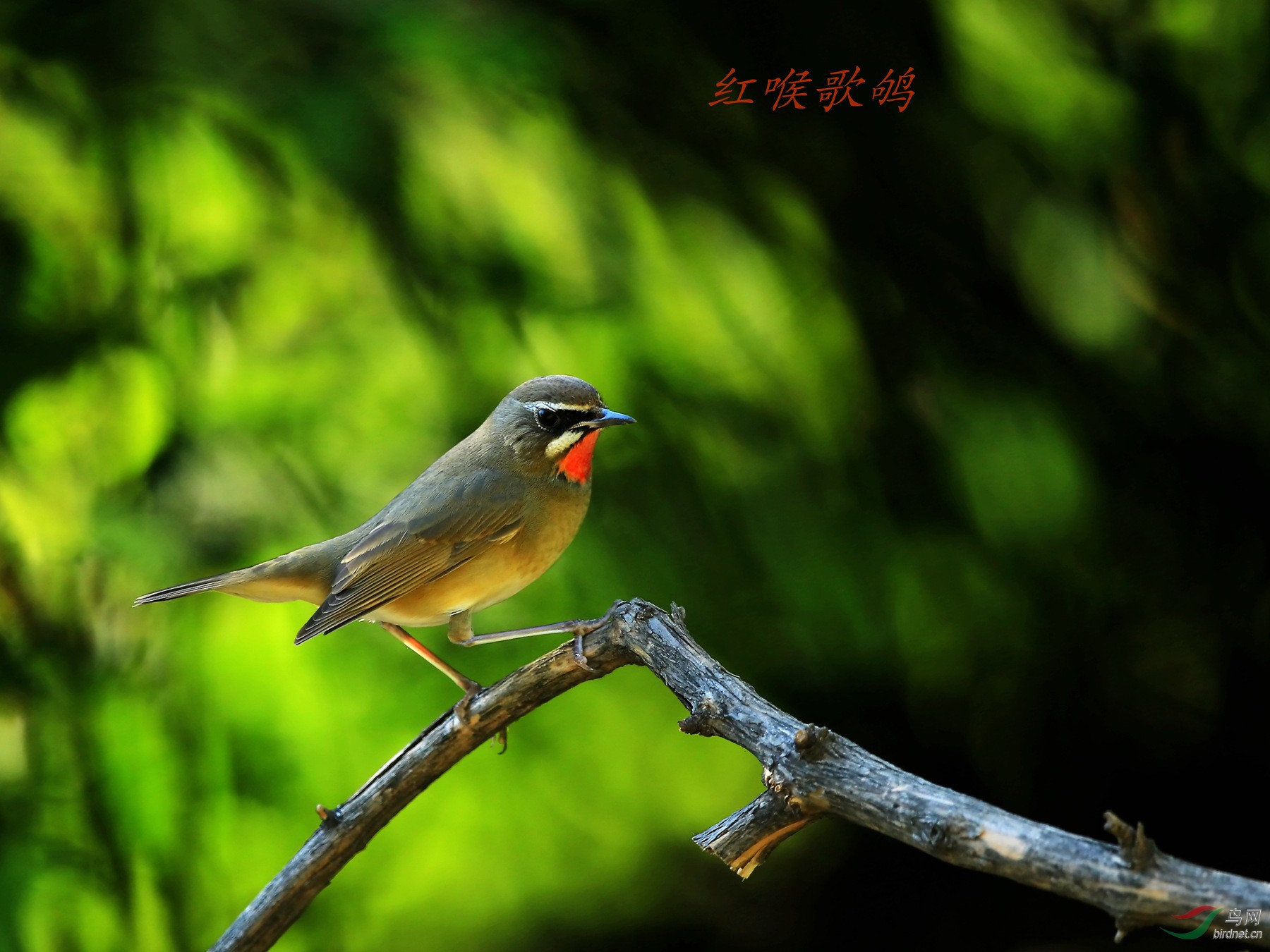 六红加一红北红