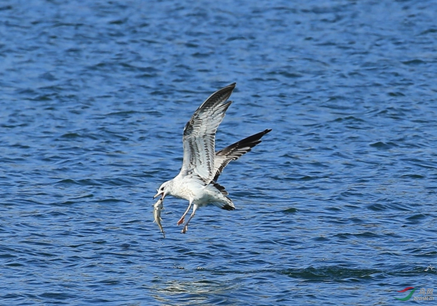 明湖海鸥吃鱼