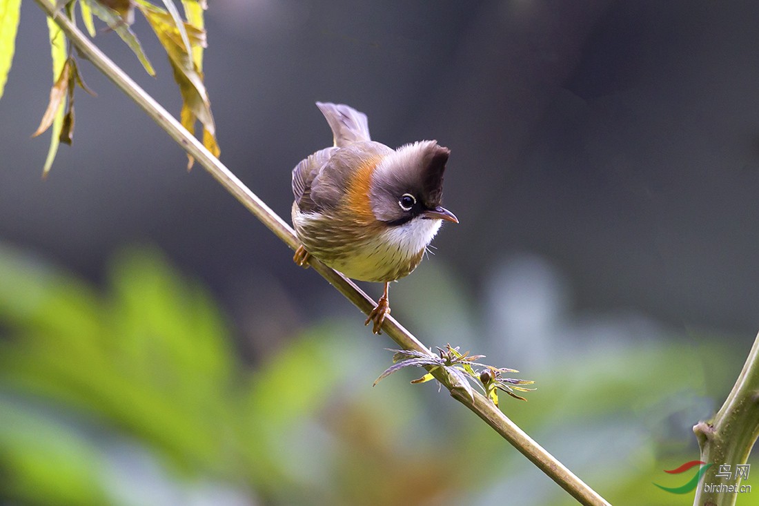 总是百看不厌,特别喜欢这美丽的小鸟!lol