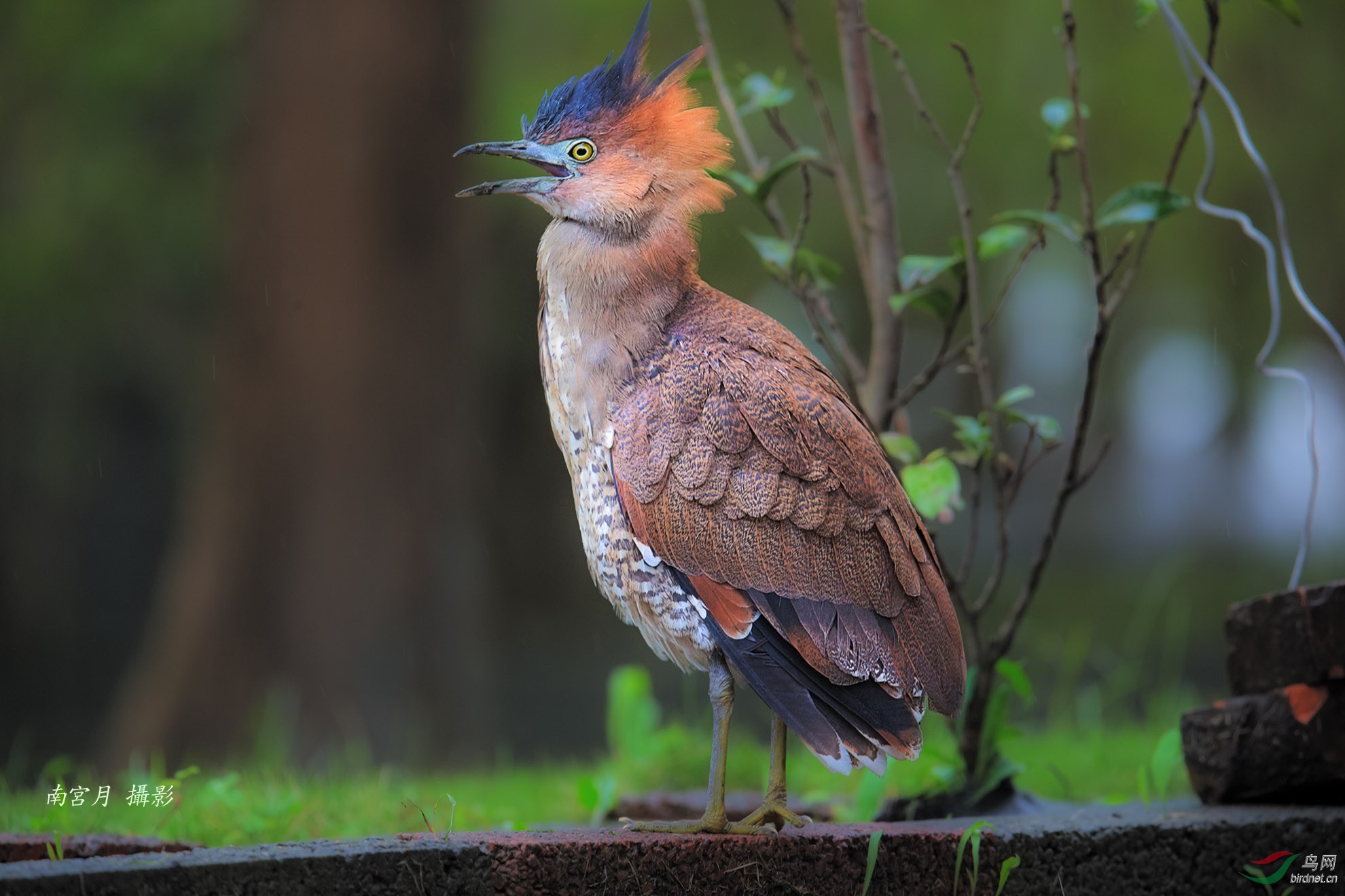 [水鸟] 怒发冲冠 -- 黑冠麻鹭!
