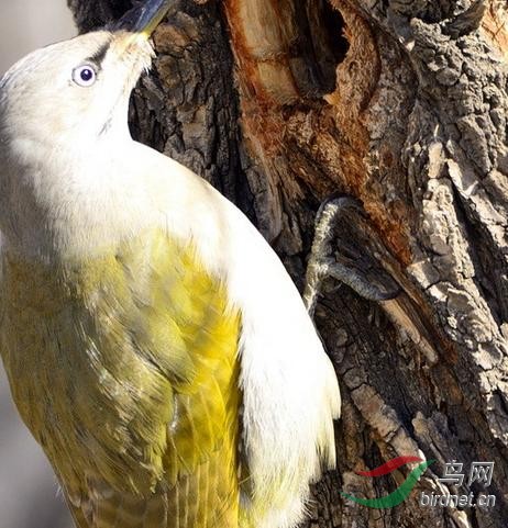 贼眼真亮——绿啄木鸟