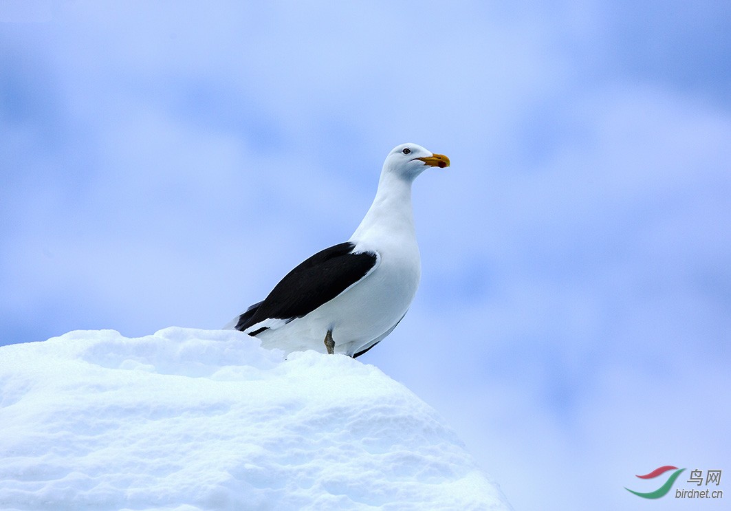 (黑背鸥)南极黑背鸥