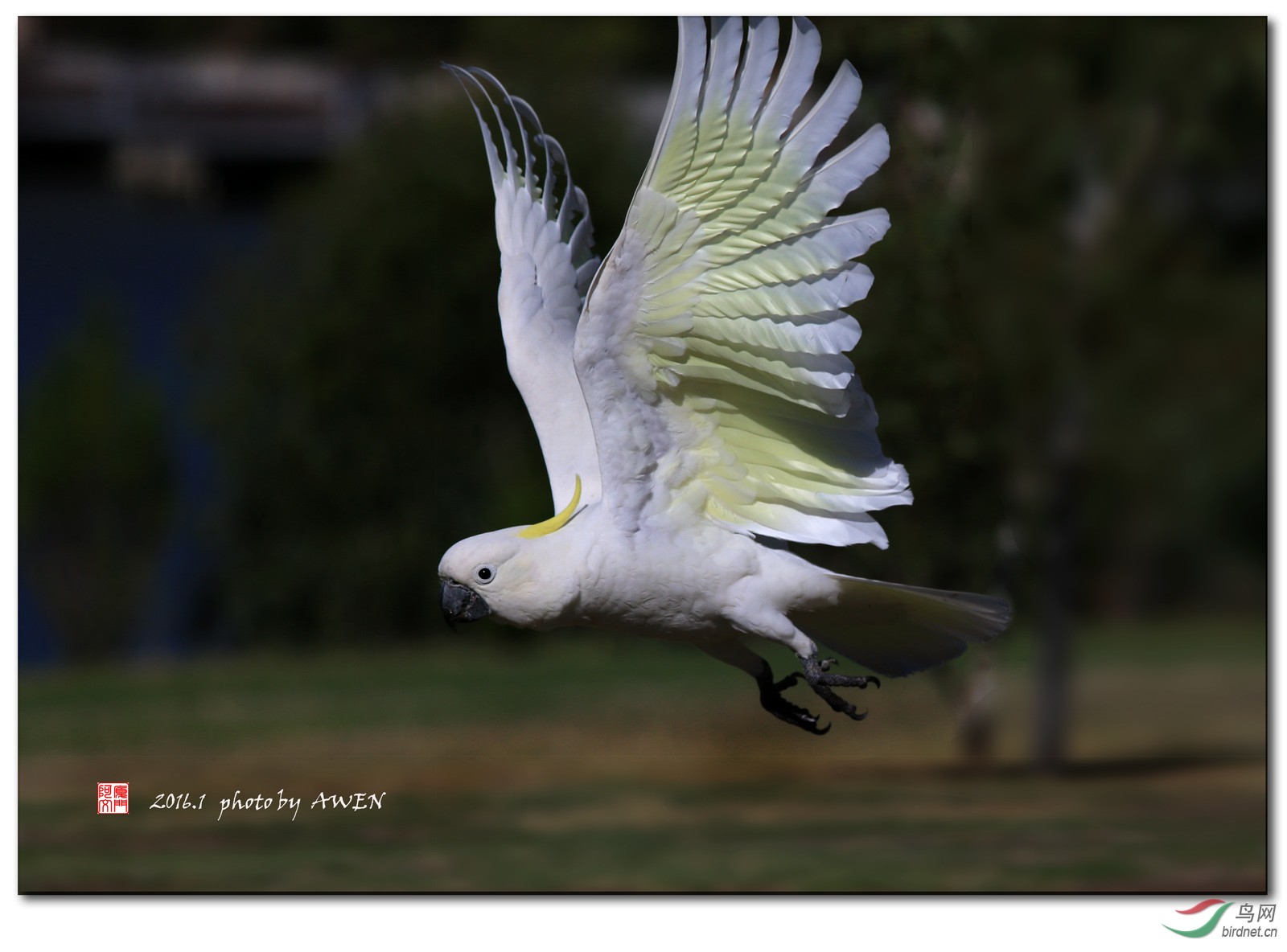 一组飞版葵花鹦鹉