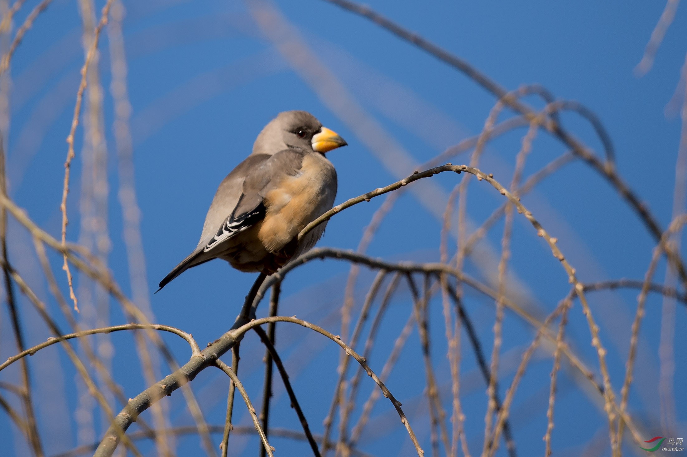 黑尾蜡嘴雀雌雄鸟