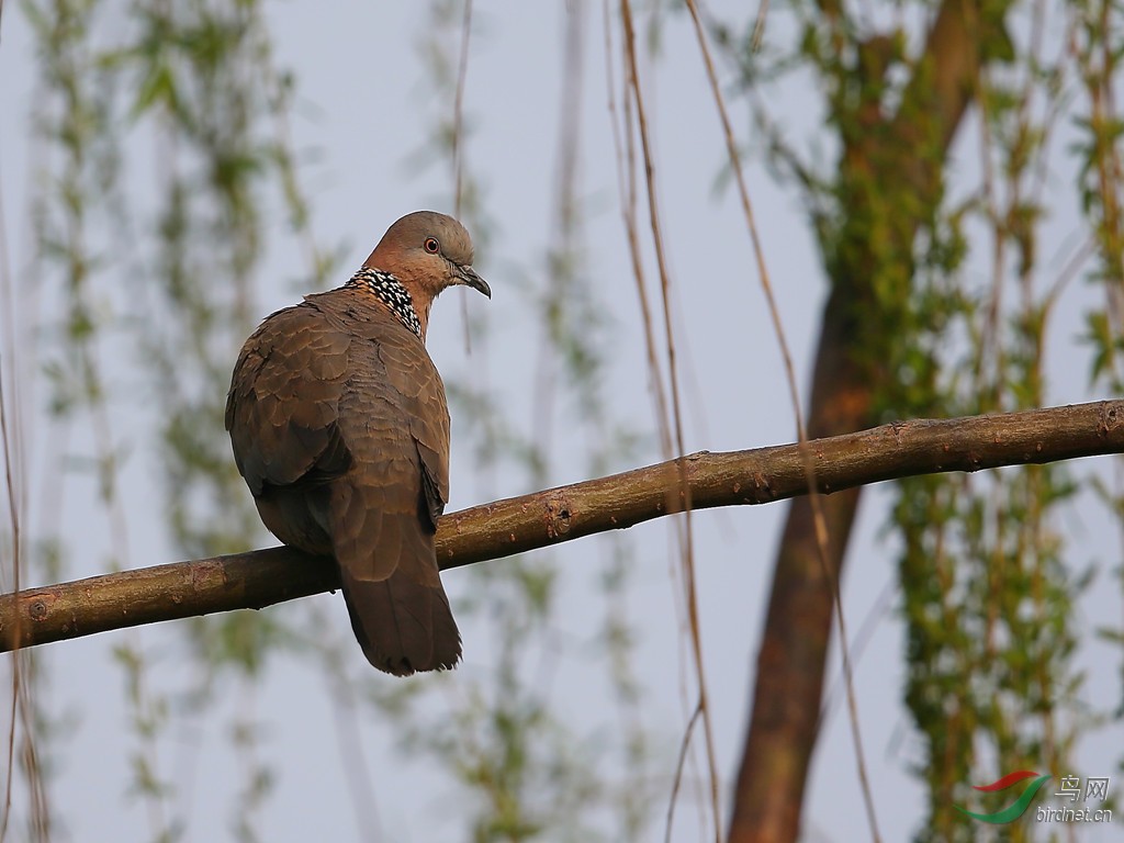 珠頸斑鳩