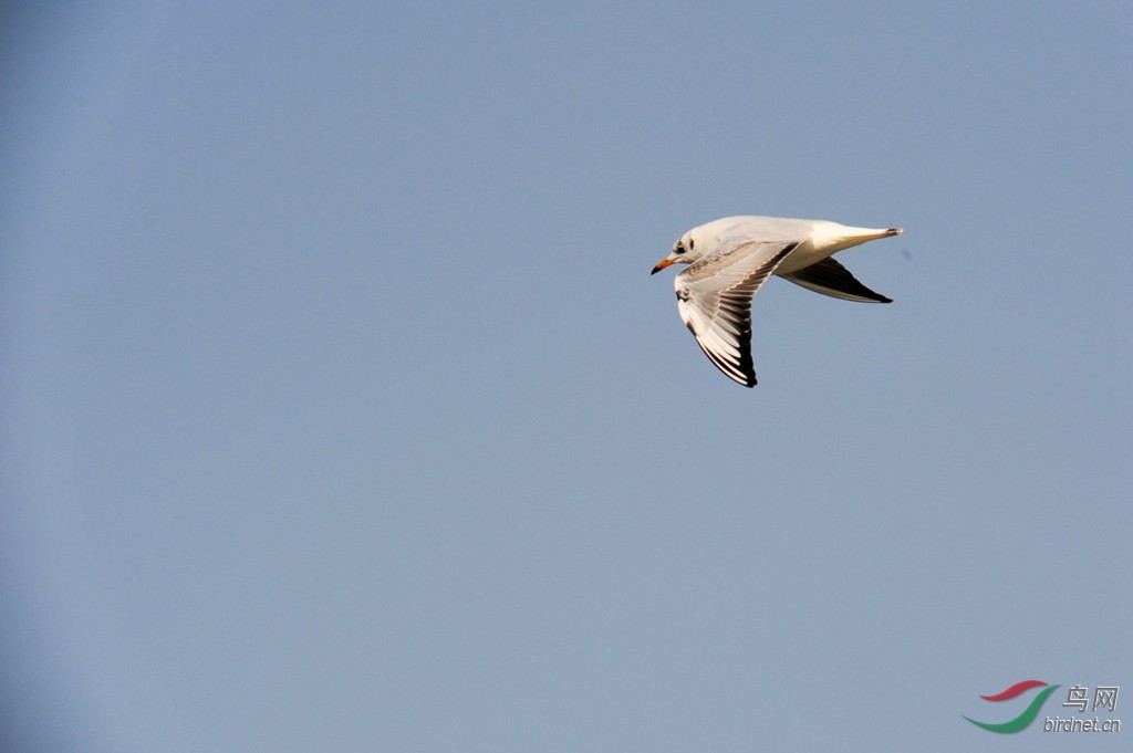冷天一组西氿上的湖鸥