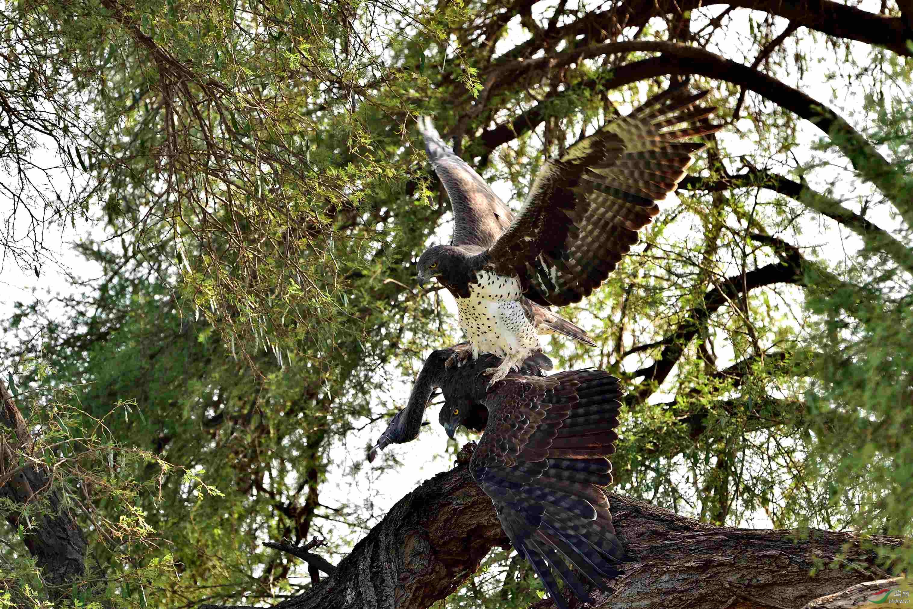 猛雕争食 - 猛禽版 鸟网