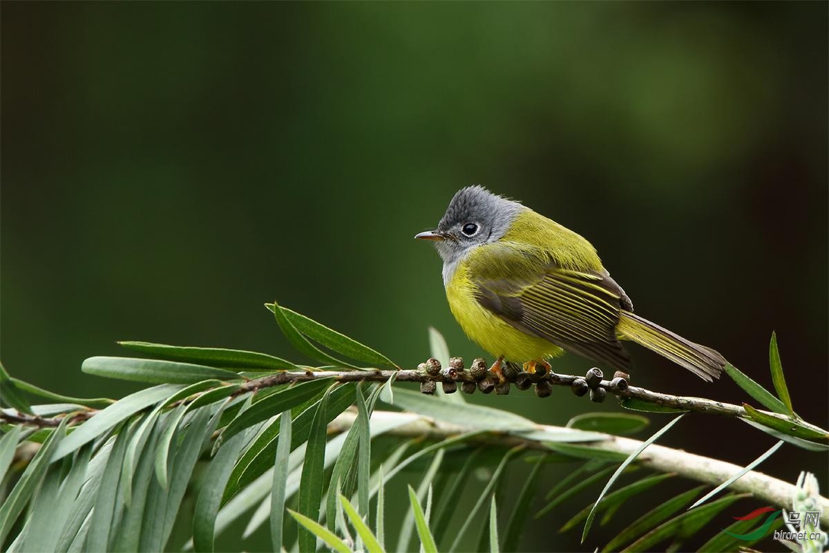 方尾鹟也喜欢叮水面的小蚊蚋,当然更喜欢小树林里面的飞虫.