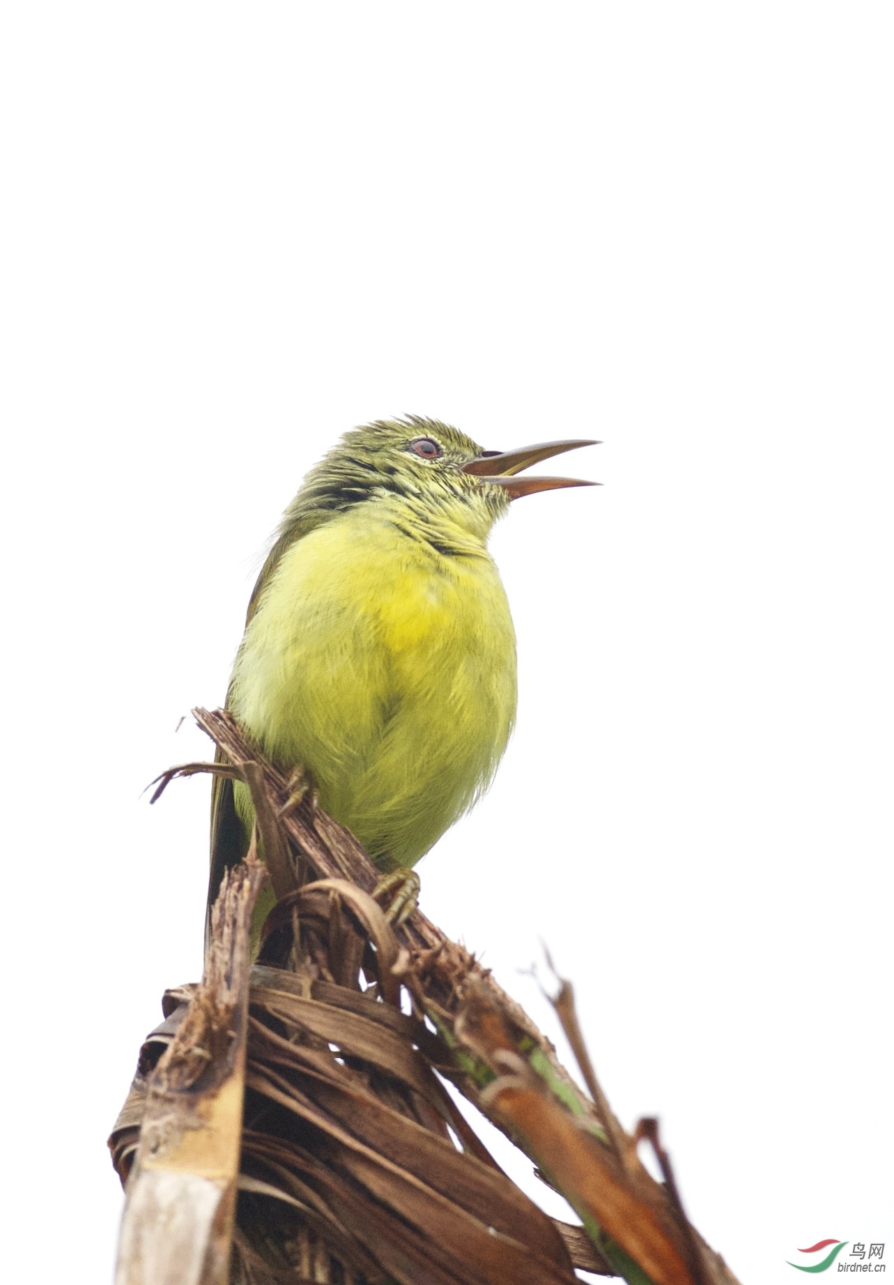大绿雀鹎(aegithina lafresnayei) - 四川版 sichuan 鸟网