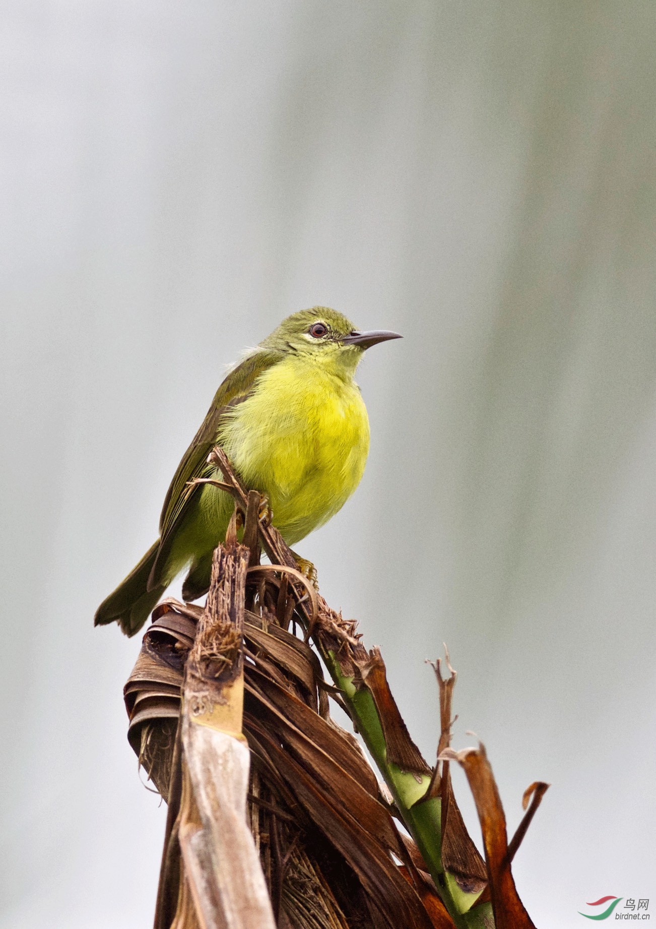 大绿雀鹎aegithinalafresnayei