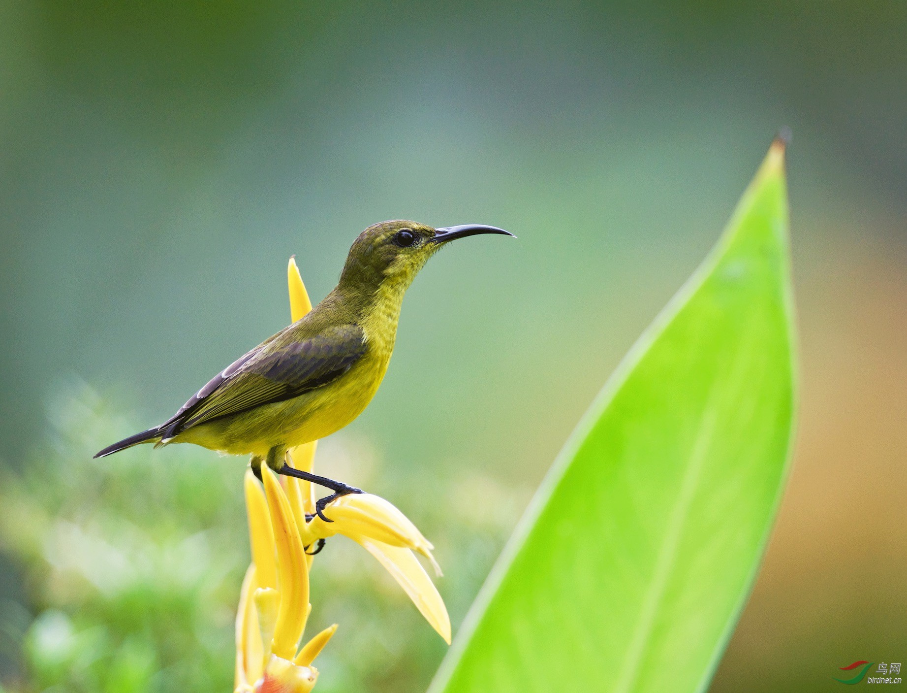 黄腹花蜜鸟olivebackedsunbird