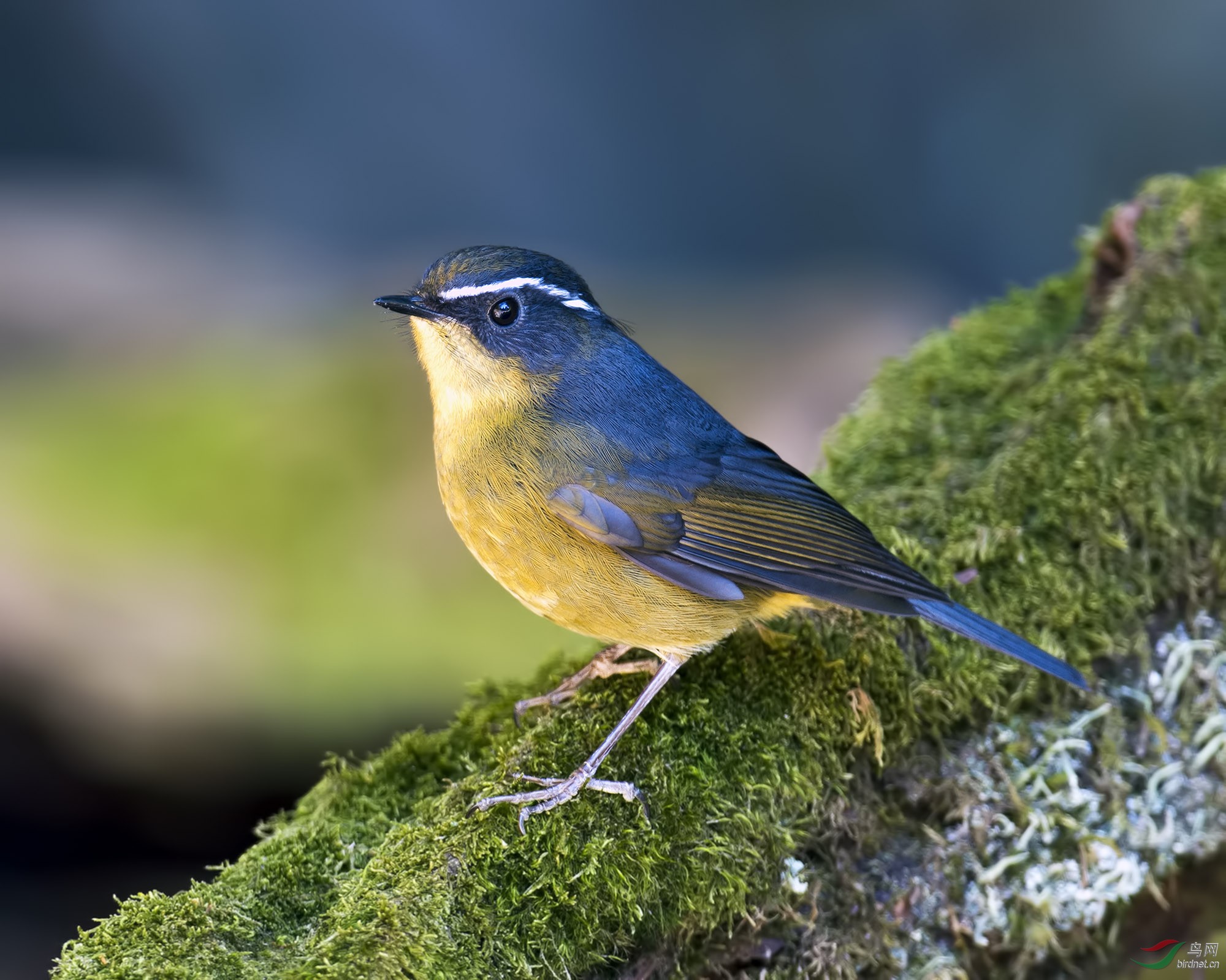 白眉林鸲whitebrowedbushrobin