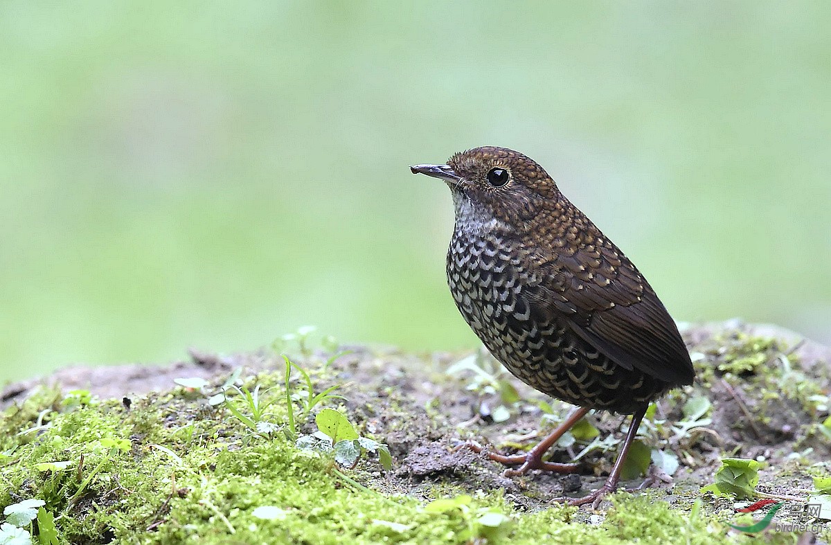 大鳞胸鹪鹛 (二) - 青海版 qinghai 鸟网