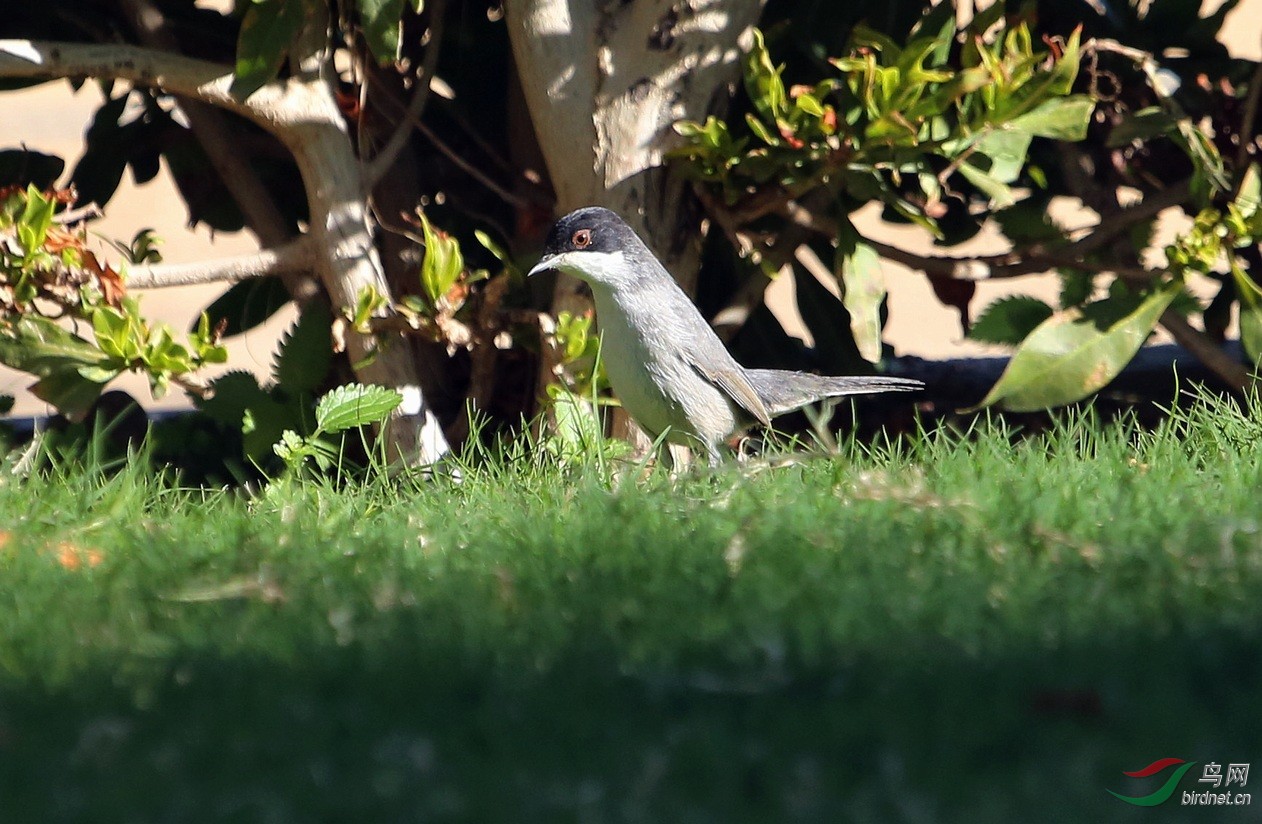 黑头林莺,(埃及)