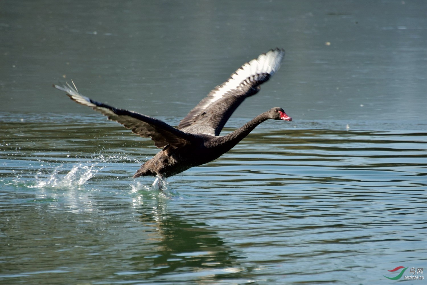 飞动的黑天鹅一