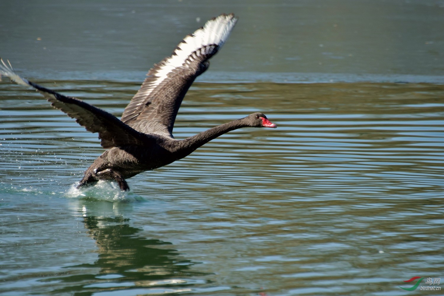 飞动的黑天鹅一