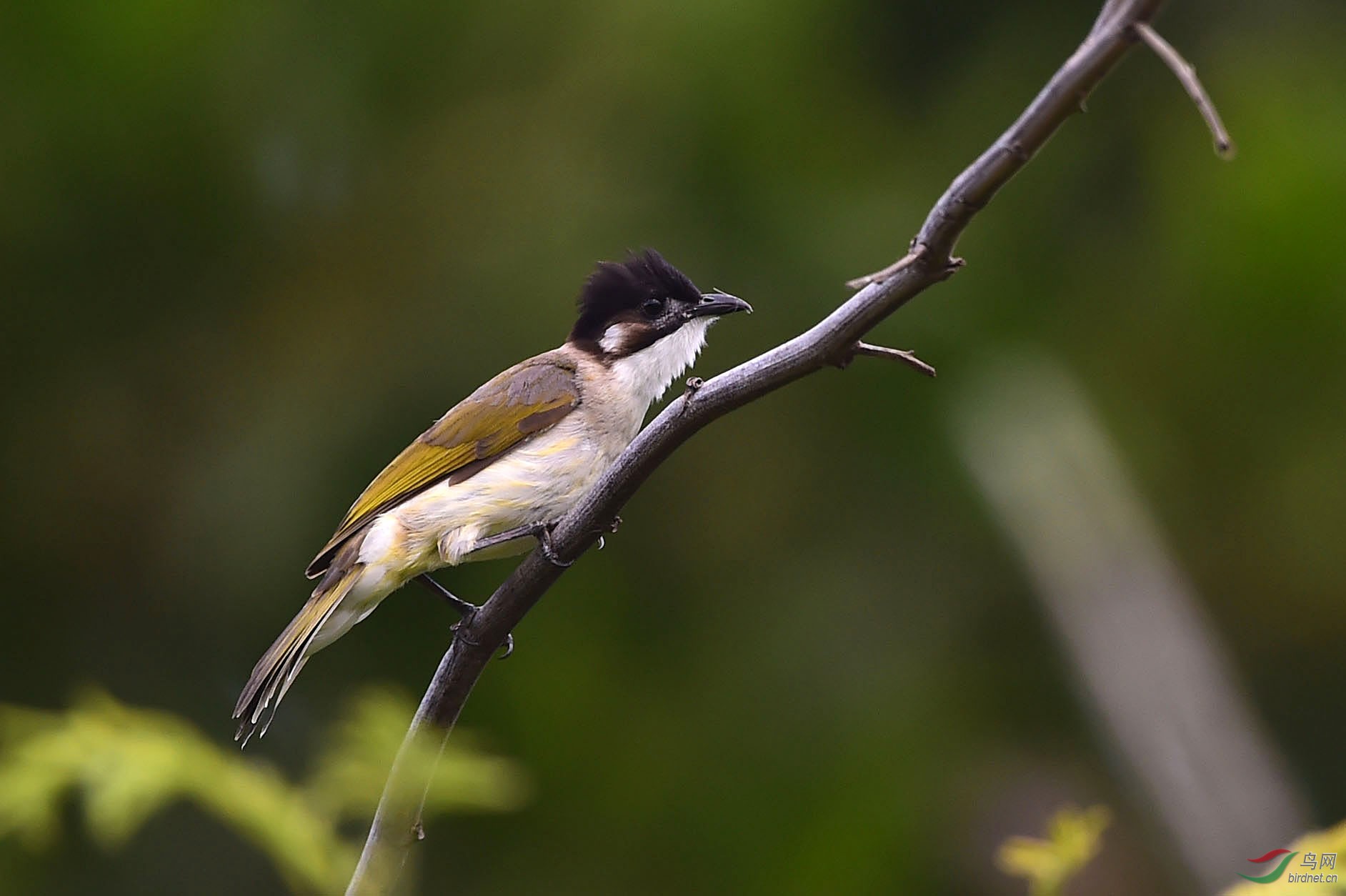 白头鹎海南亚种