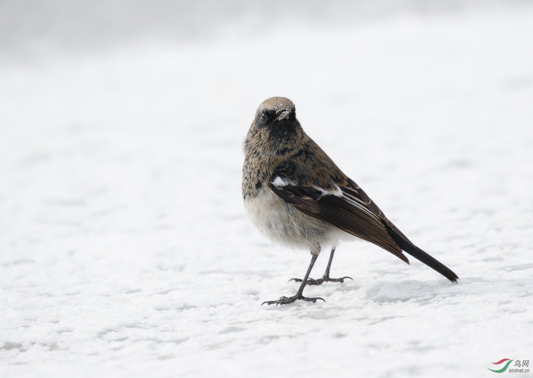 栖于山区针叶林多岩的山坡灌丛.