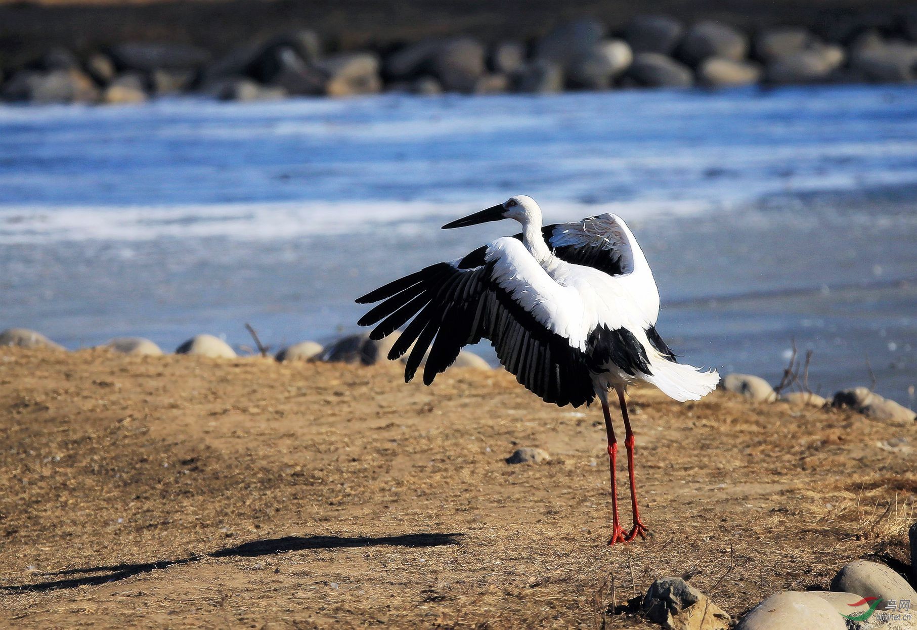 [水鸟] 俺也芭蕾一回--东方白鹳
