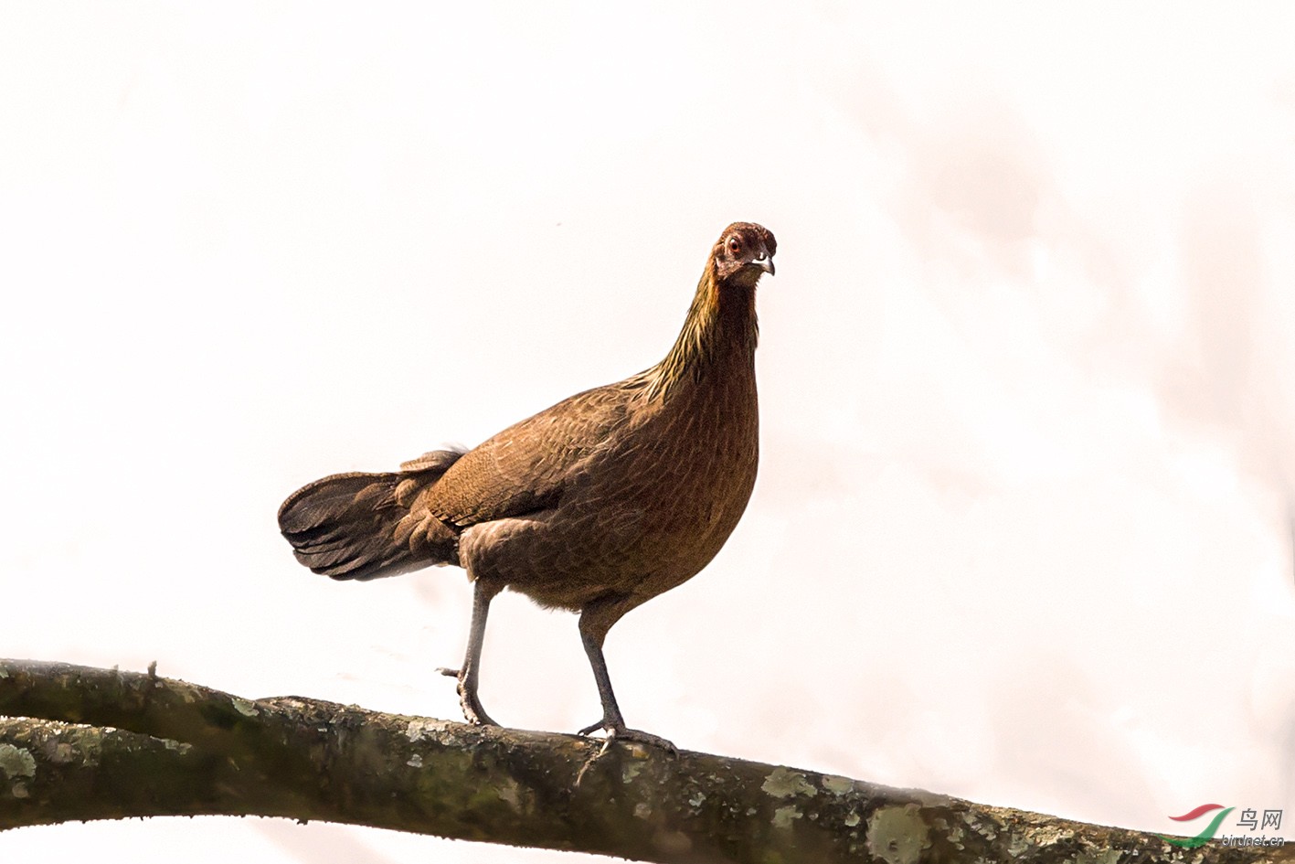 尼泊尔原鸡母鸡