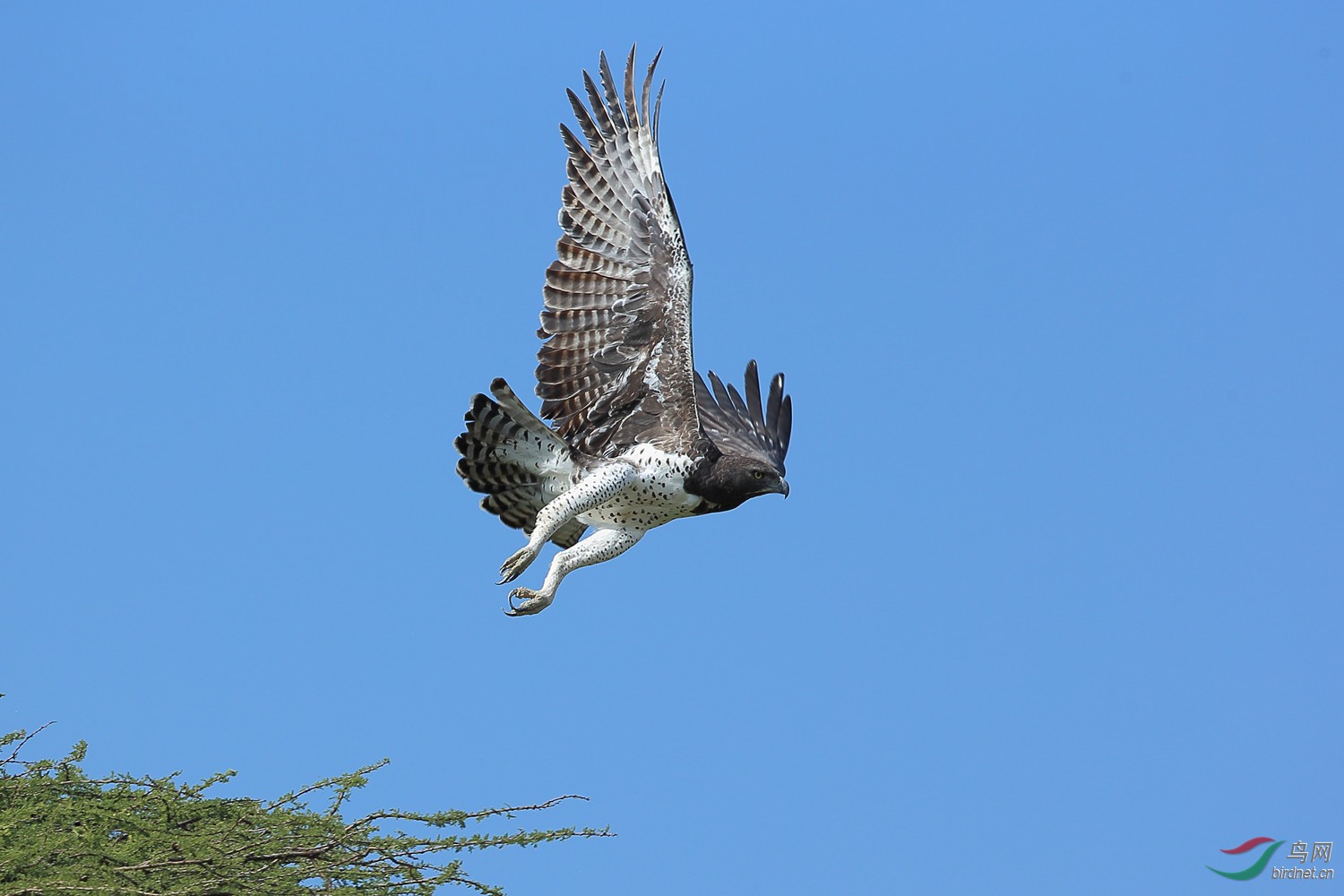 猛雕祝贺猛雕荣获首页精华