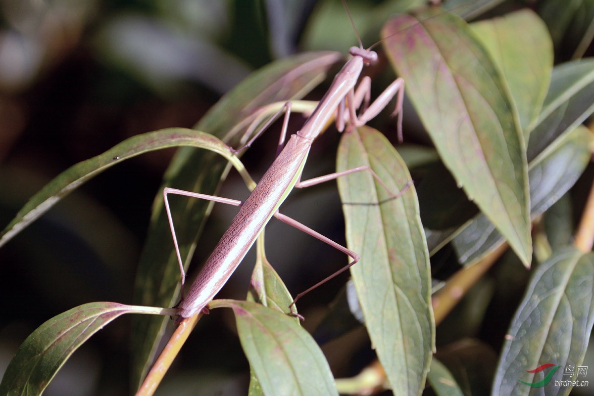 树叶上的螳螂不易被发现