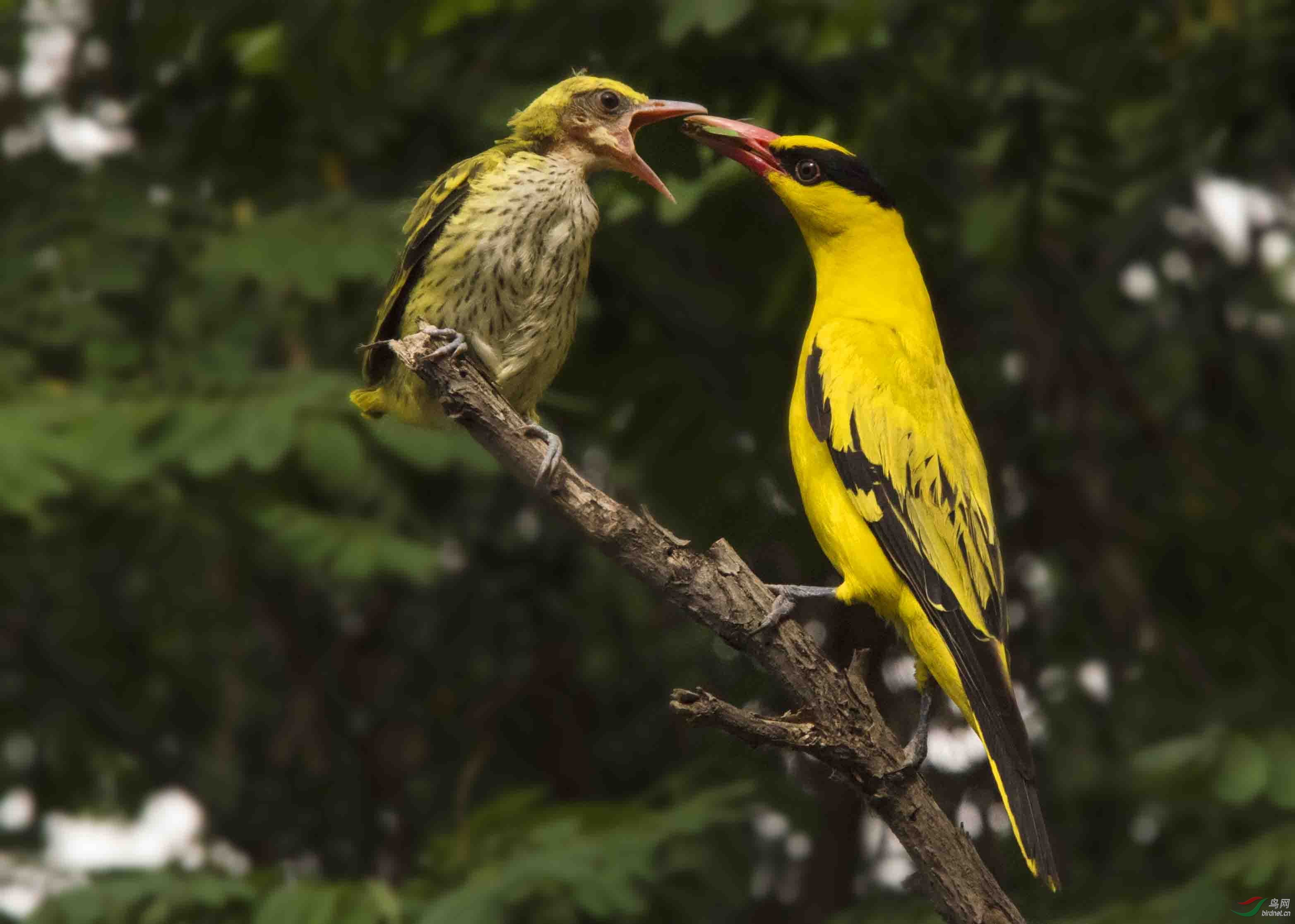 黄鹂鸟哺育幼鸟