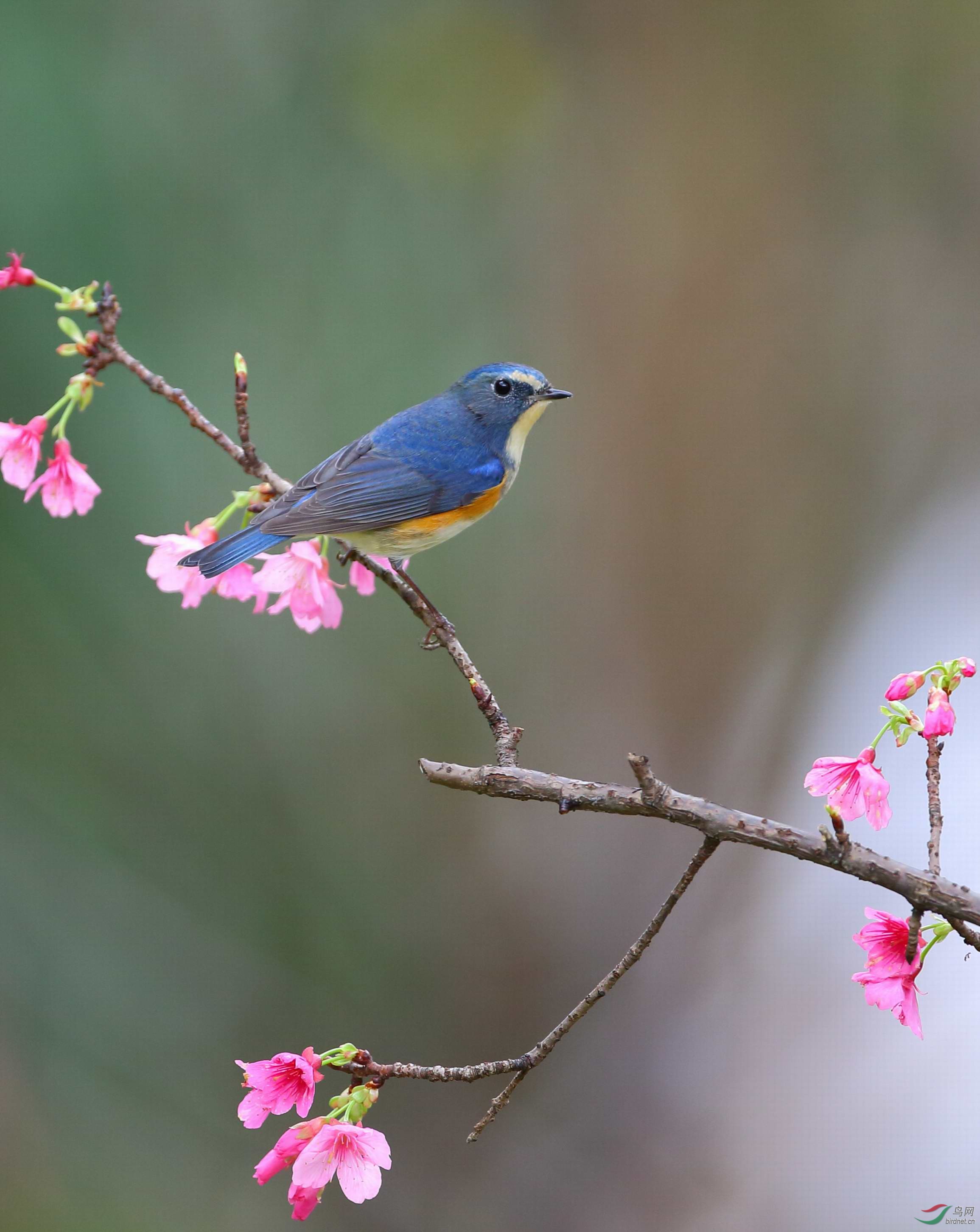 樱花,红胁蓝尾鸲