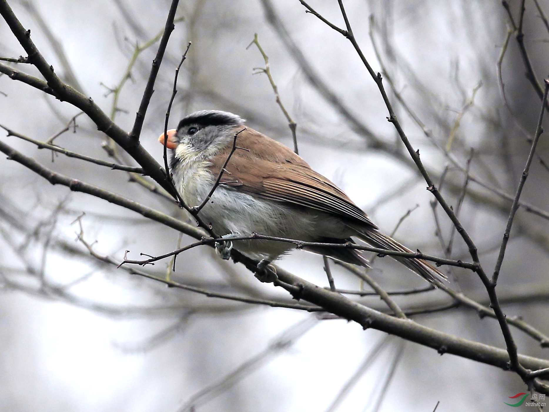 请问这是什么鸟