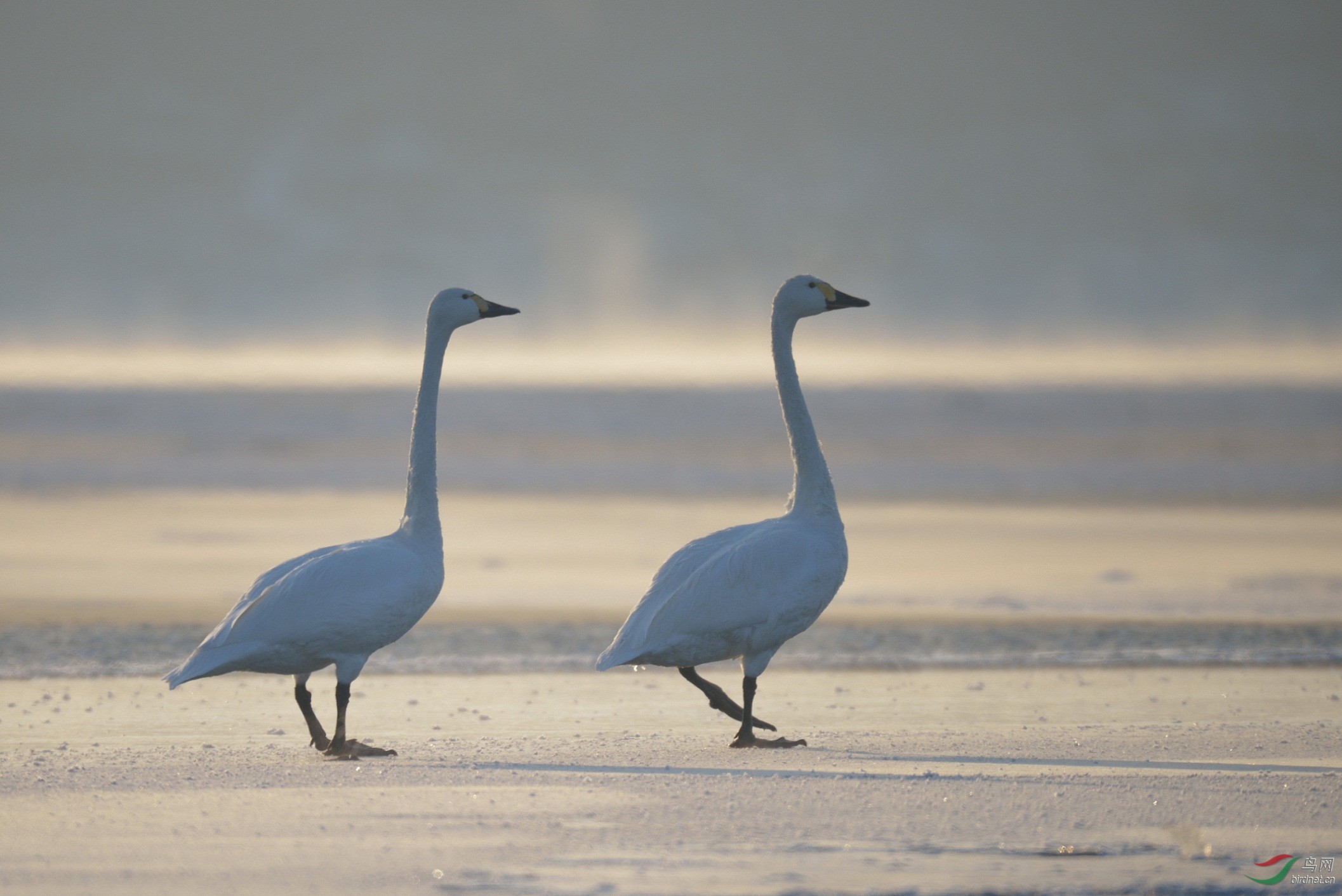 携天鹅与大雁祝鸟友们小年快乐!