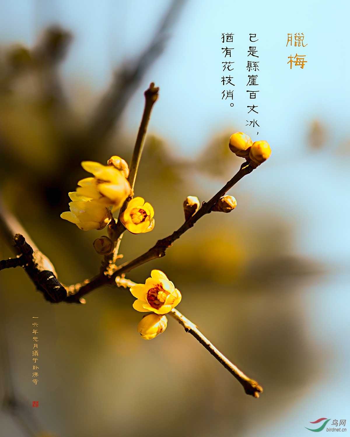 墙角数枝梅凌寒独自开蜡梅