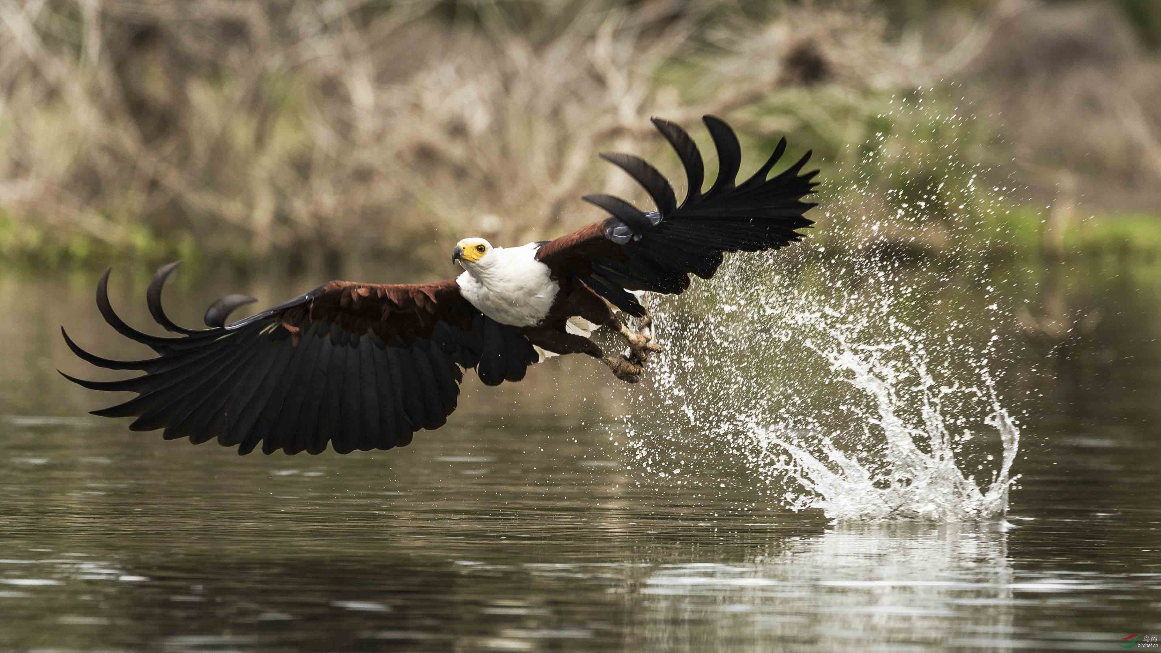 肯尼亚的白头鱼鹰抓鱼瞬间