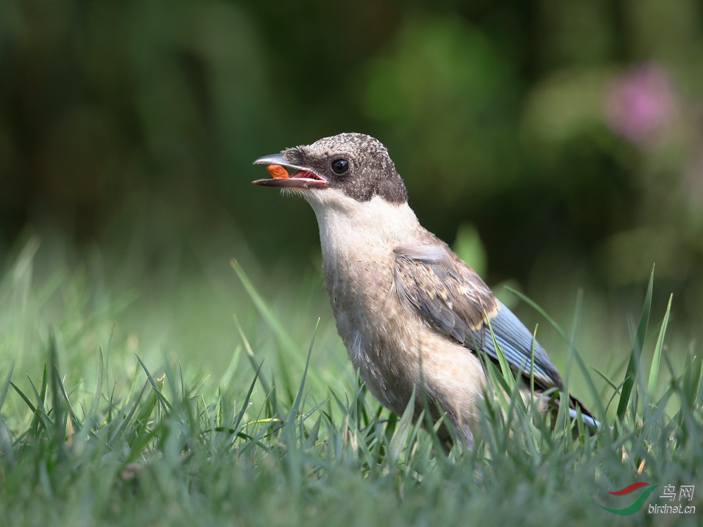 灰喜鹊幼鸟