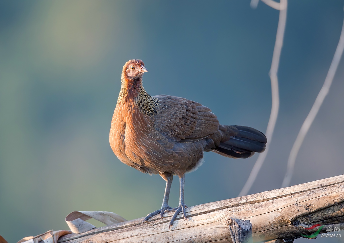 原鸡雌雄贺新春