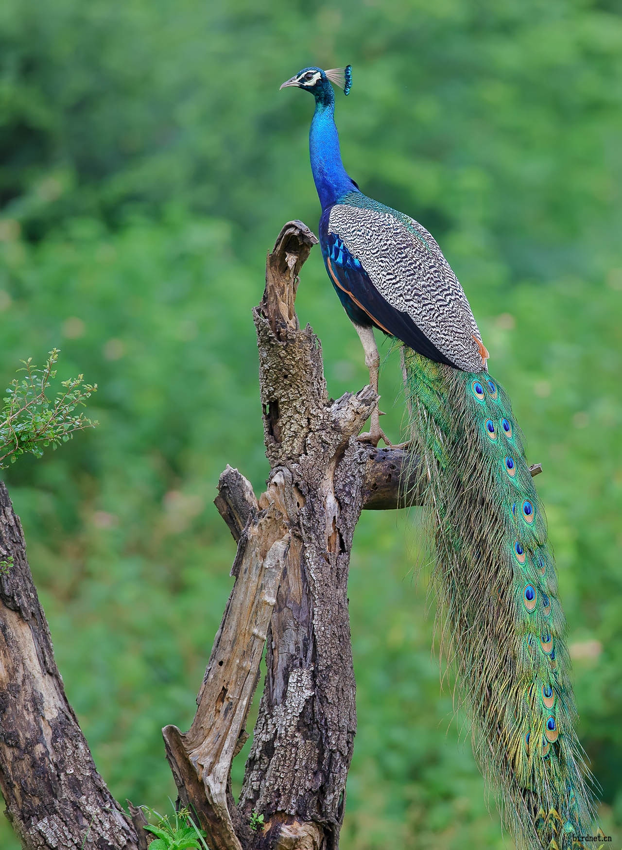 印度蓝孔雀