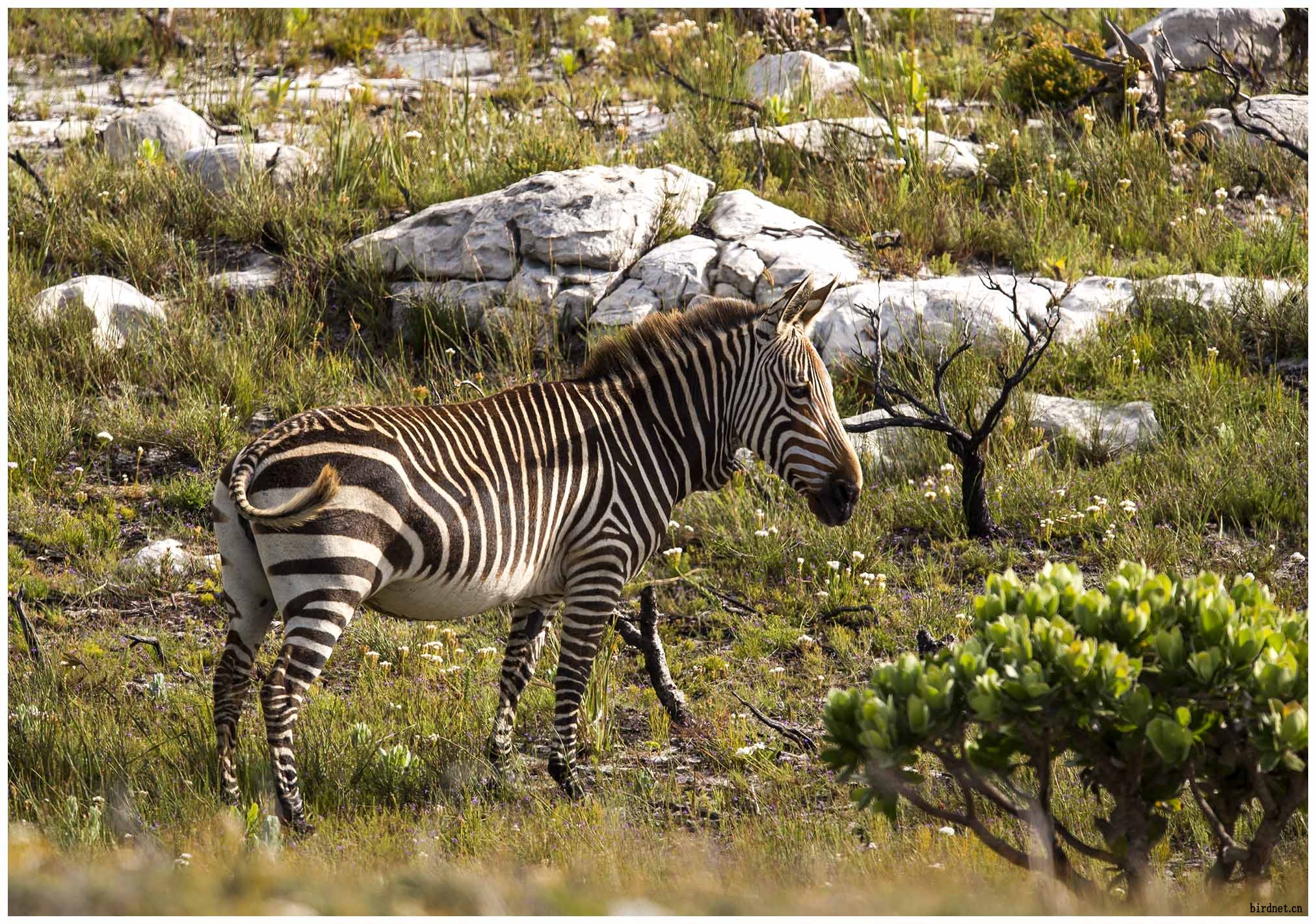 南非野生动物记录
