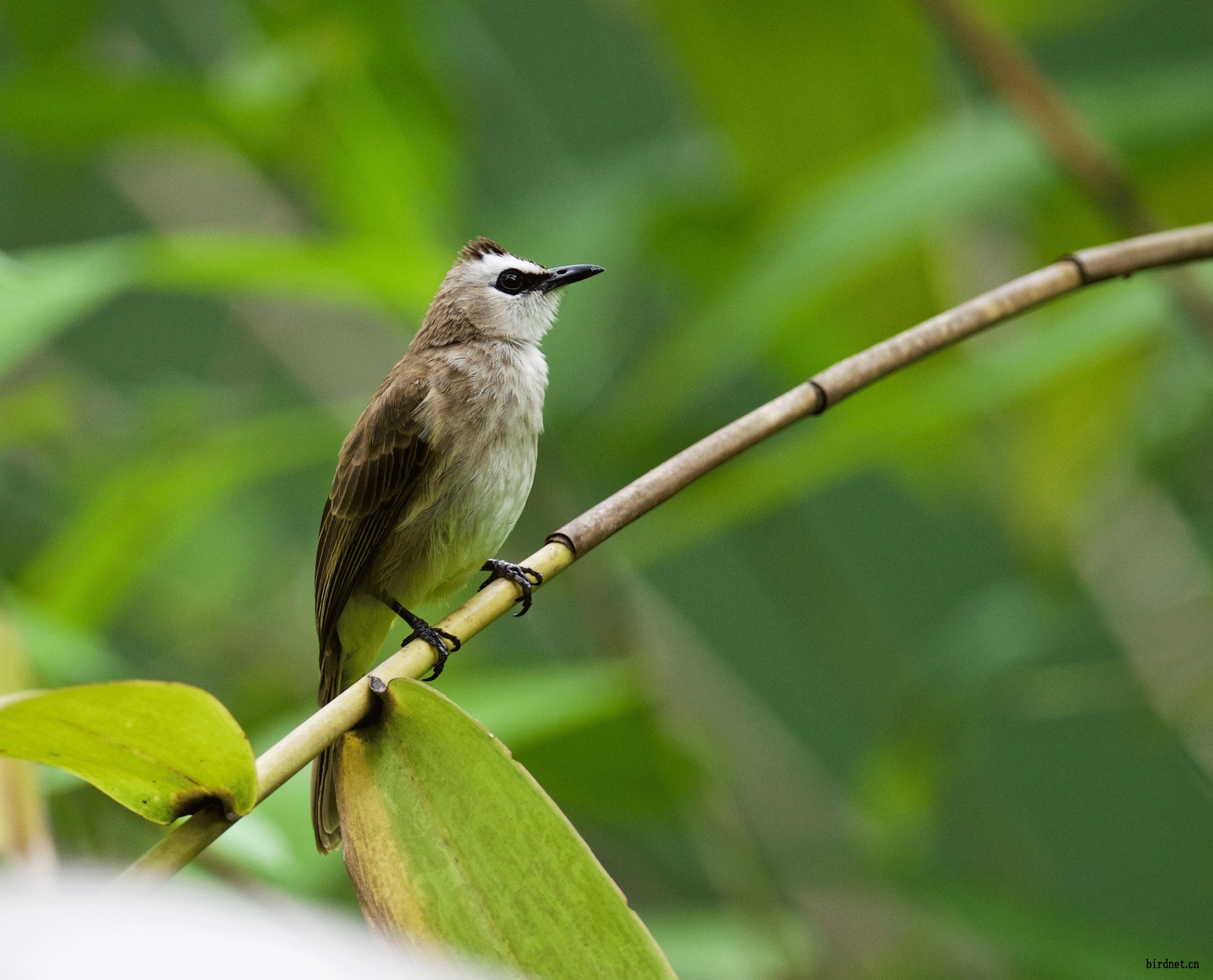 新加坡拍白眉黄殿鹎