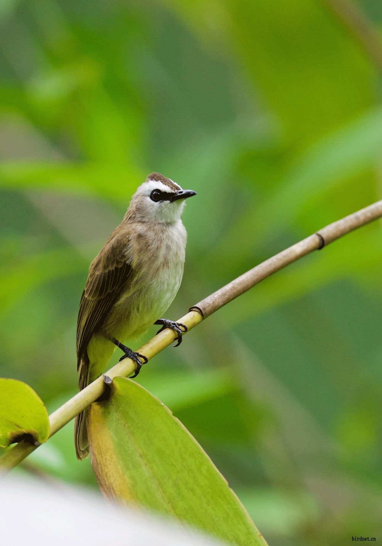 新加坡拍白眉黄殿鹎