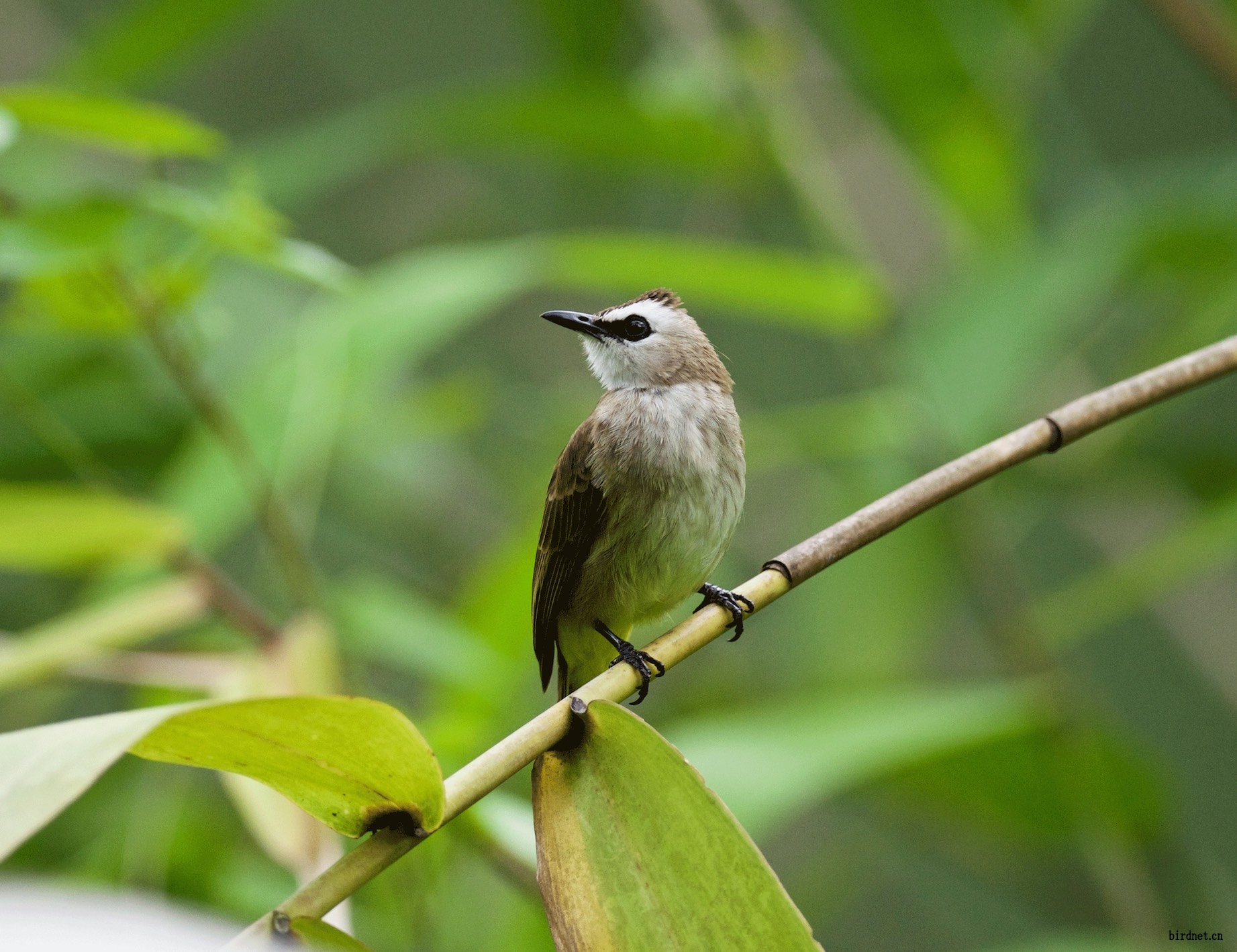新加坡拍白眉黄殿鹎