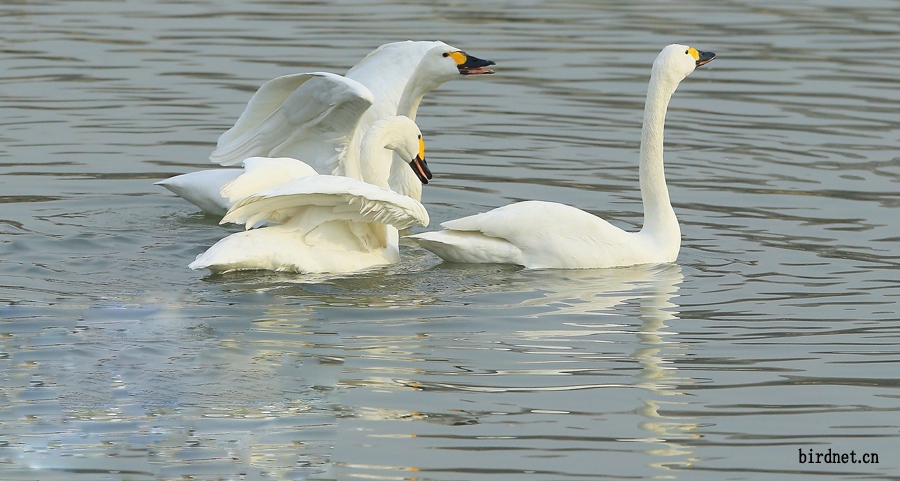 三只天鹅在呢喃黄唇白羽好靓丽