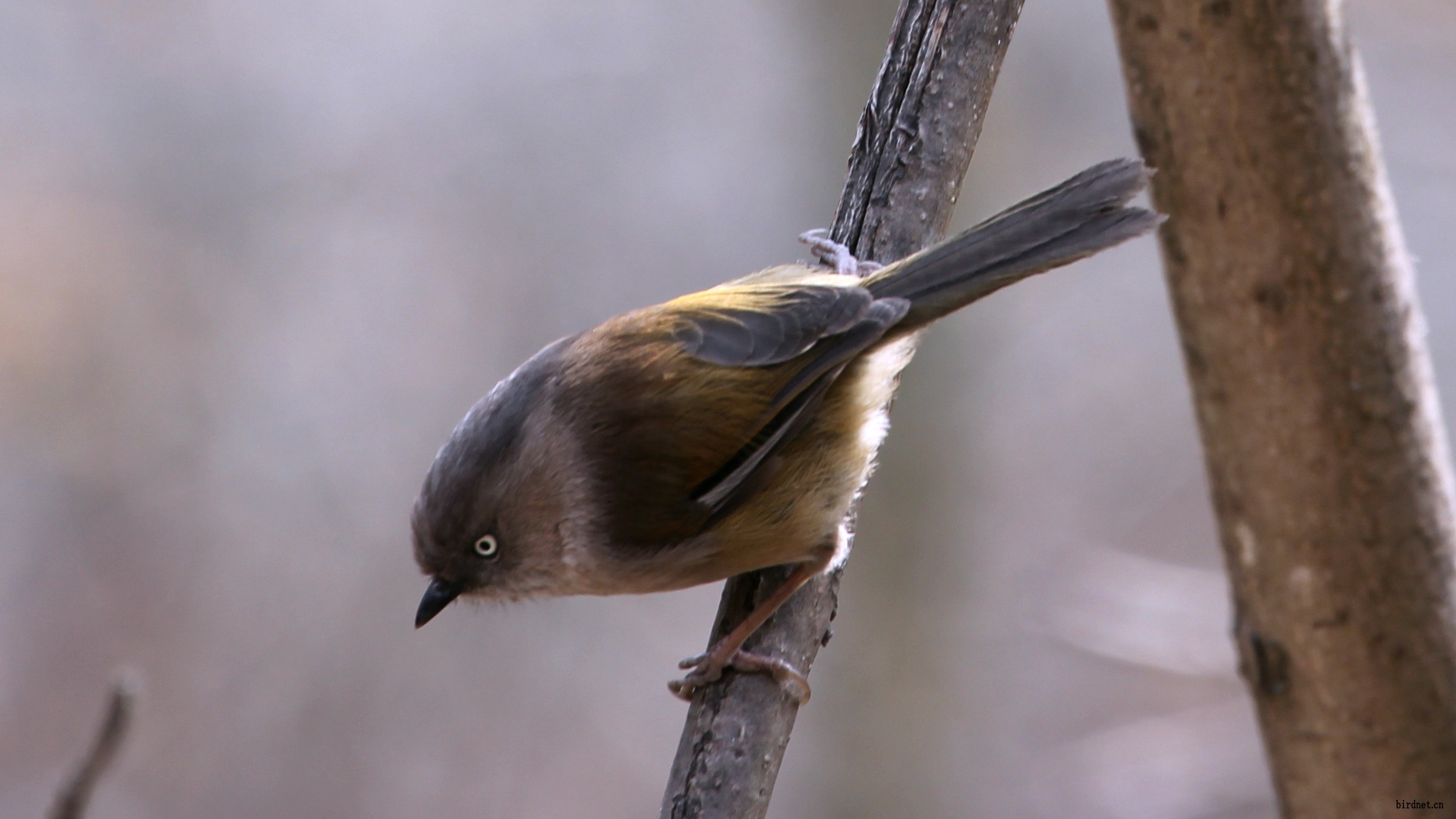 img_1287_灰头鸦雀鹛.jpg
