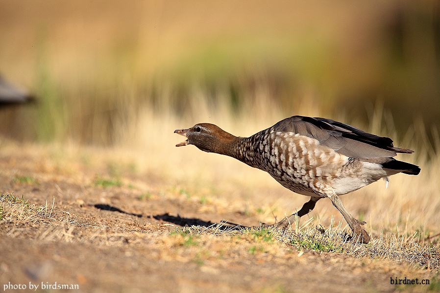今日拍一组晨光下的鬃林鸭woodduck