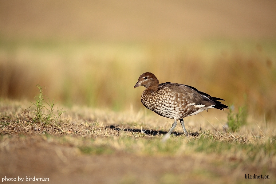 今日拍一组晨光下的鬃林鸭woodduck