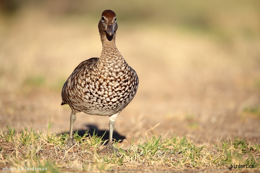 今日拍一组晨光下的鬃林鸭woodduck