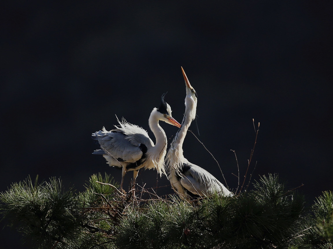 [重点] 相依相爱----苍鹭
