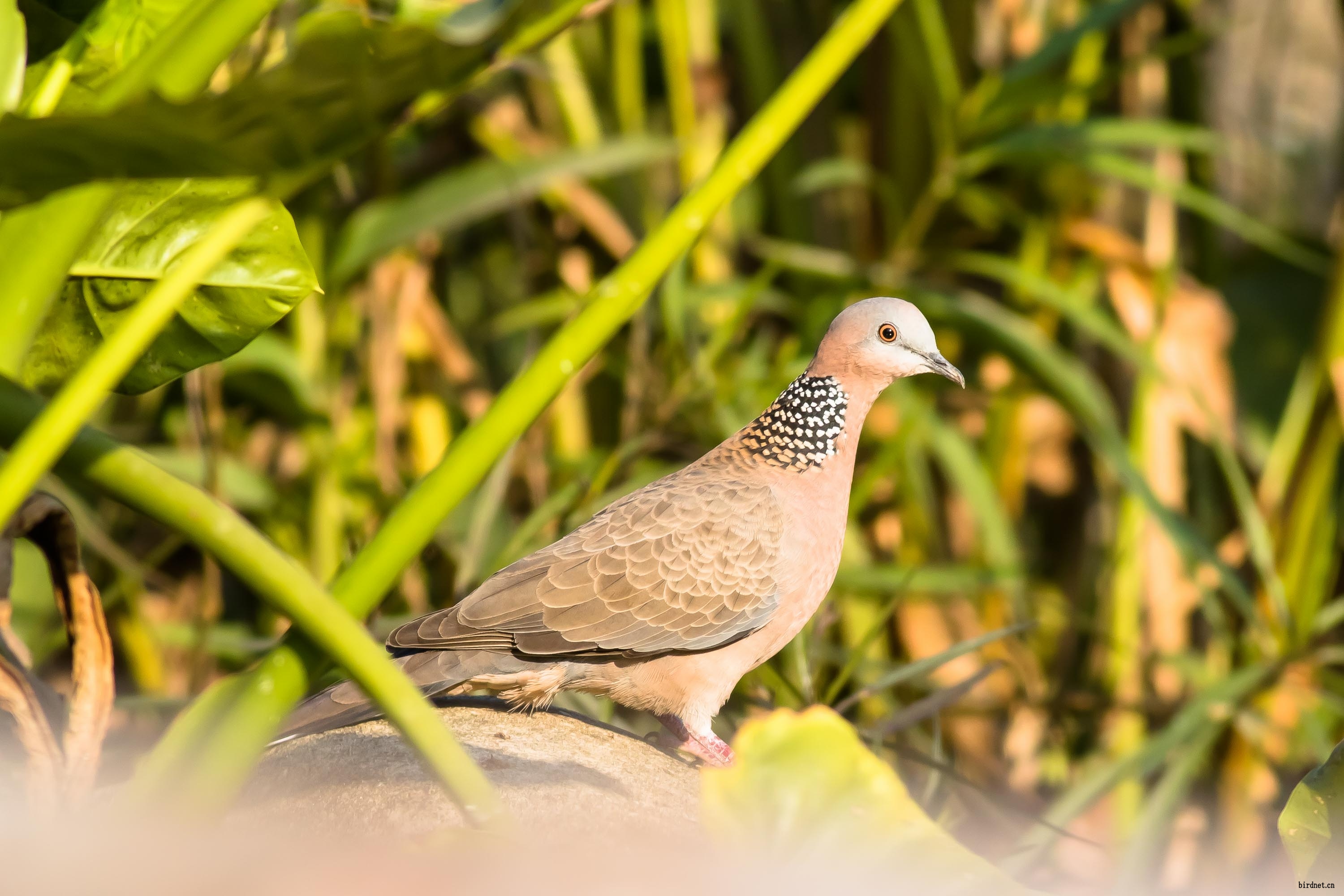 悠閒的大斑鳩